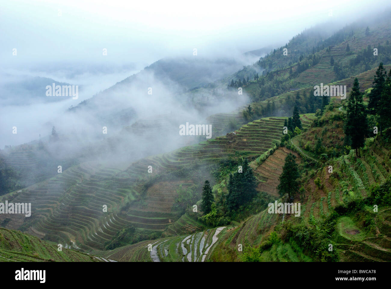 Moisty Rice Misty rice terraces of Longsheng, Guangxi, China Stock Photo - Alamy