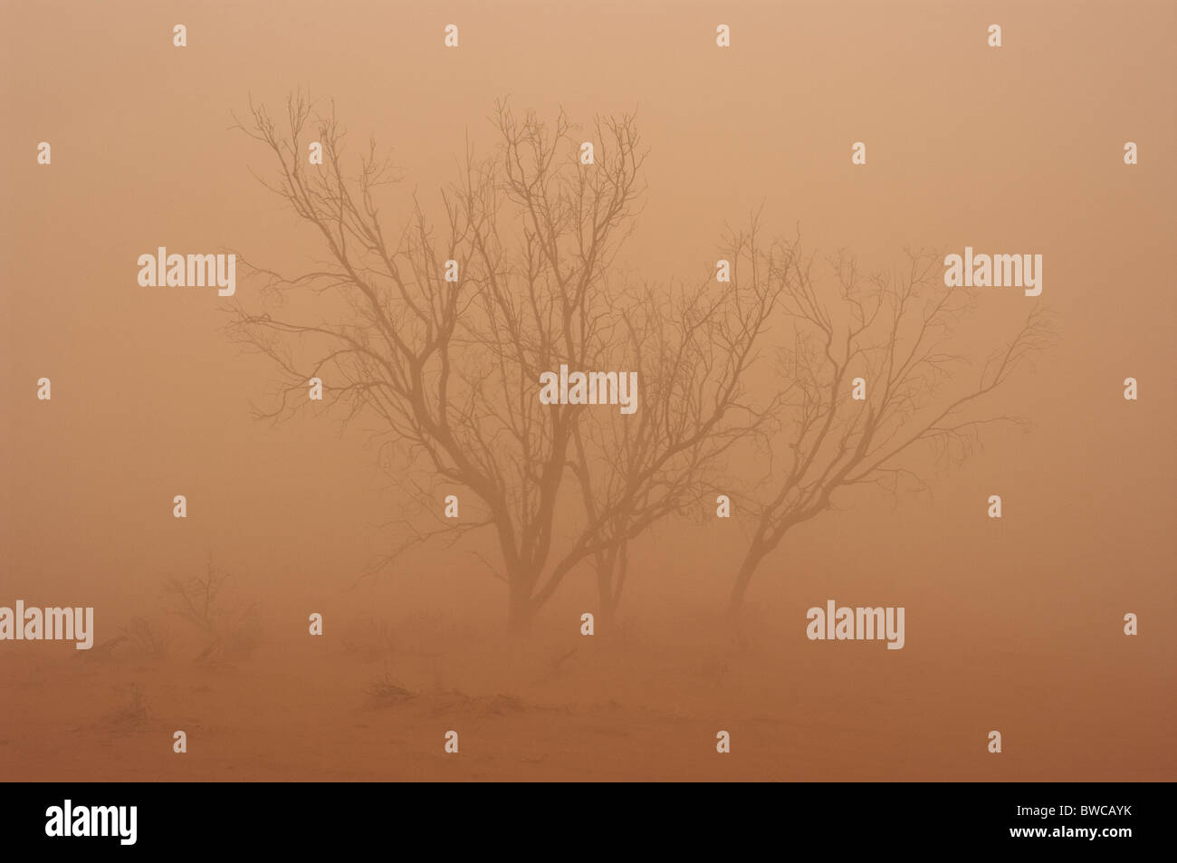 Dust storm in the central Australian desert, covering the landscape and all in it with fine red dust Stock Photo