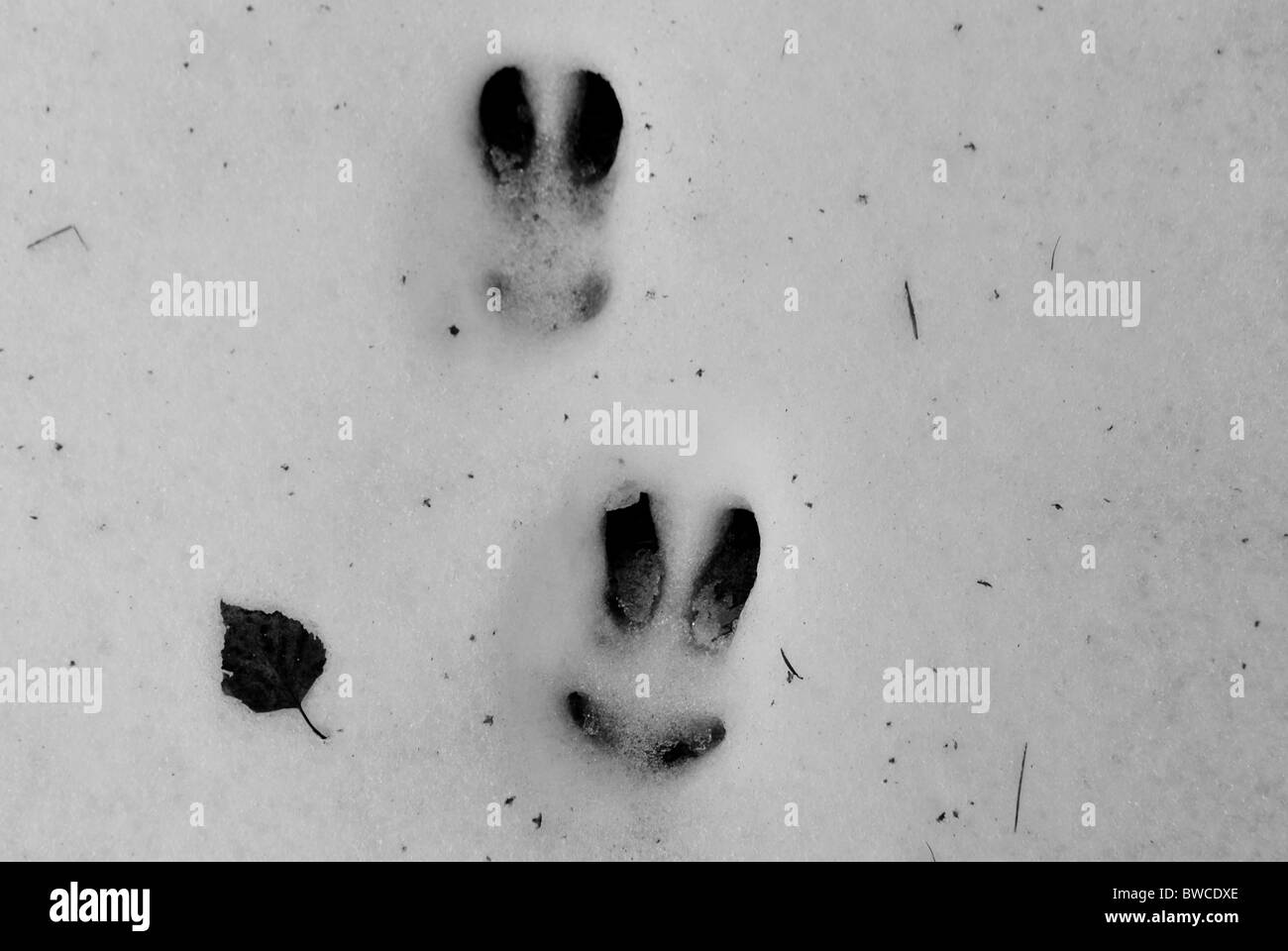 Rabbit footprint Black and White Stock Photos & Images Alamy