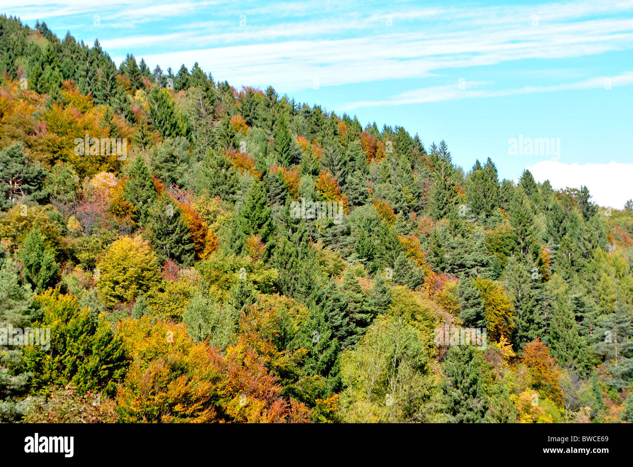 larch and chestnut trees in autumn Stock Photo - Alamy