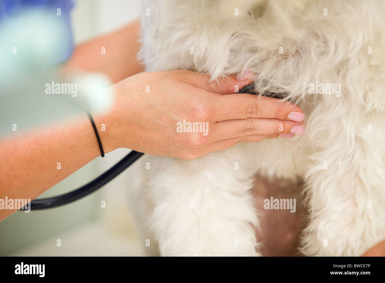 A vet measuring the heart rate on a dog Stock Photo Alamy