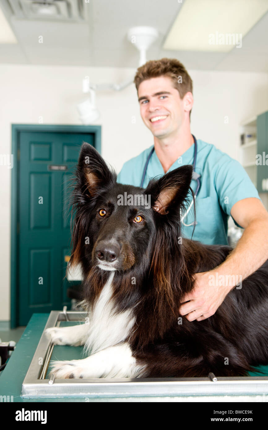 A large dog at a small animal clinic in the surgery prep. room. Shallow