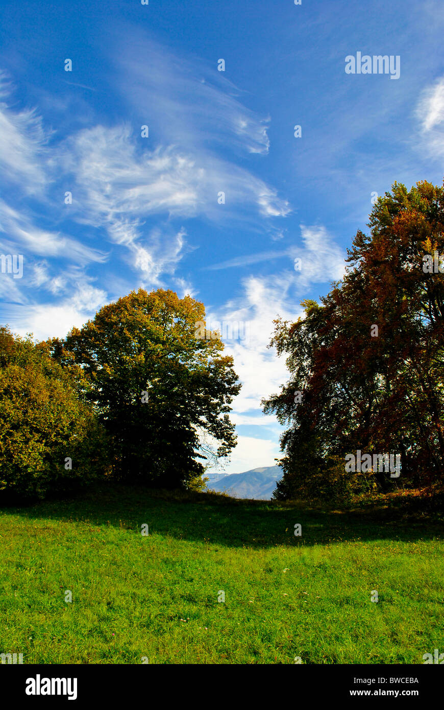 forest in autumn with bright colors and blue sky Stock Photo - Alamy