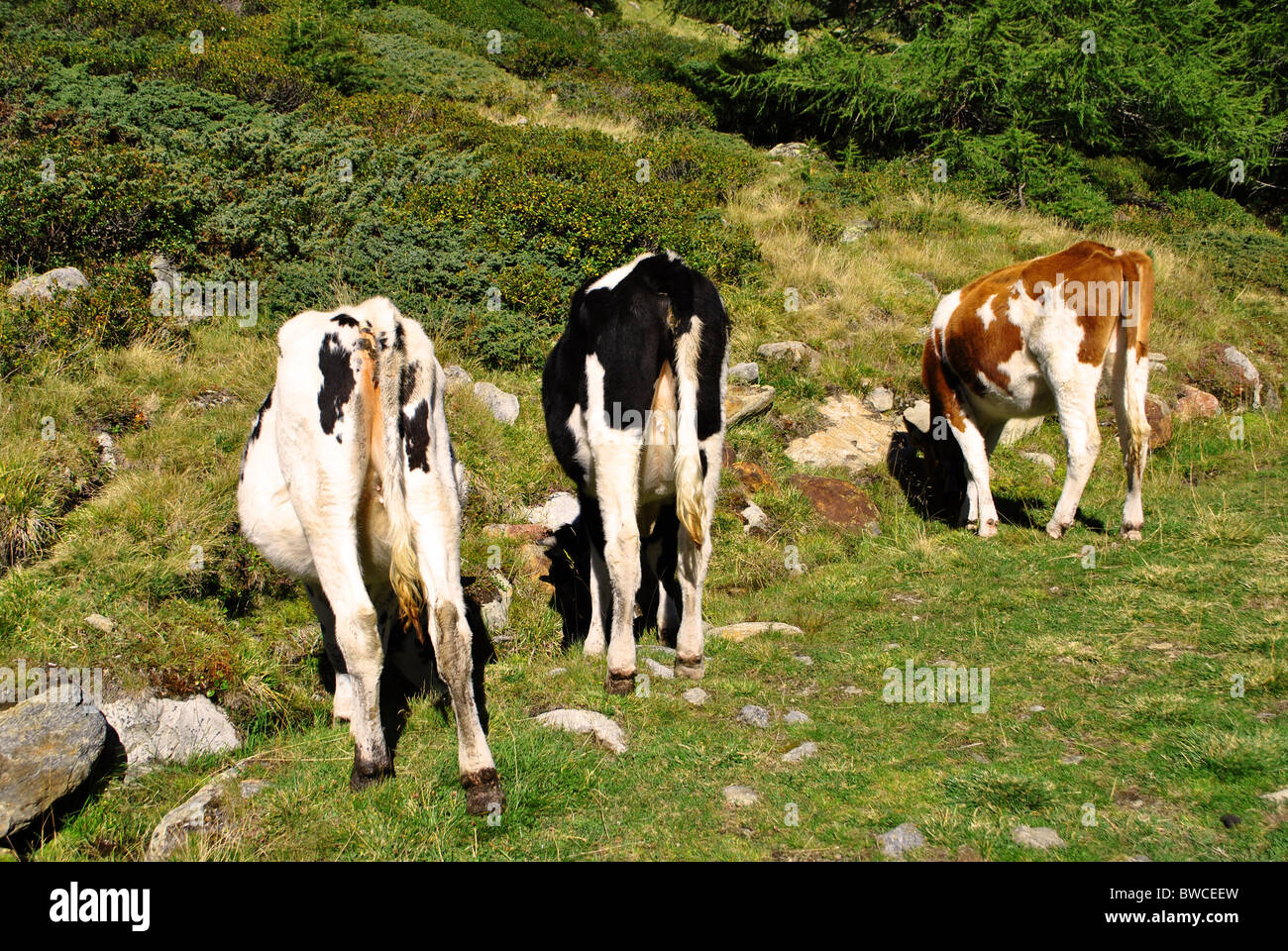 cows grazing in green fields Stock Photo - Alamy