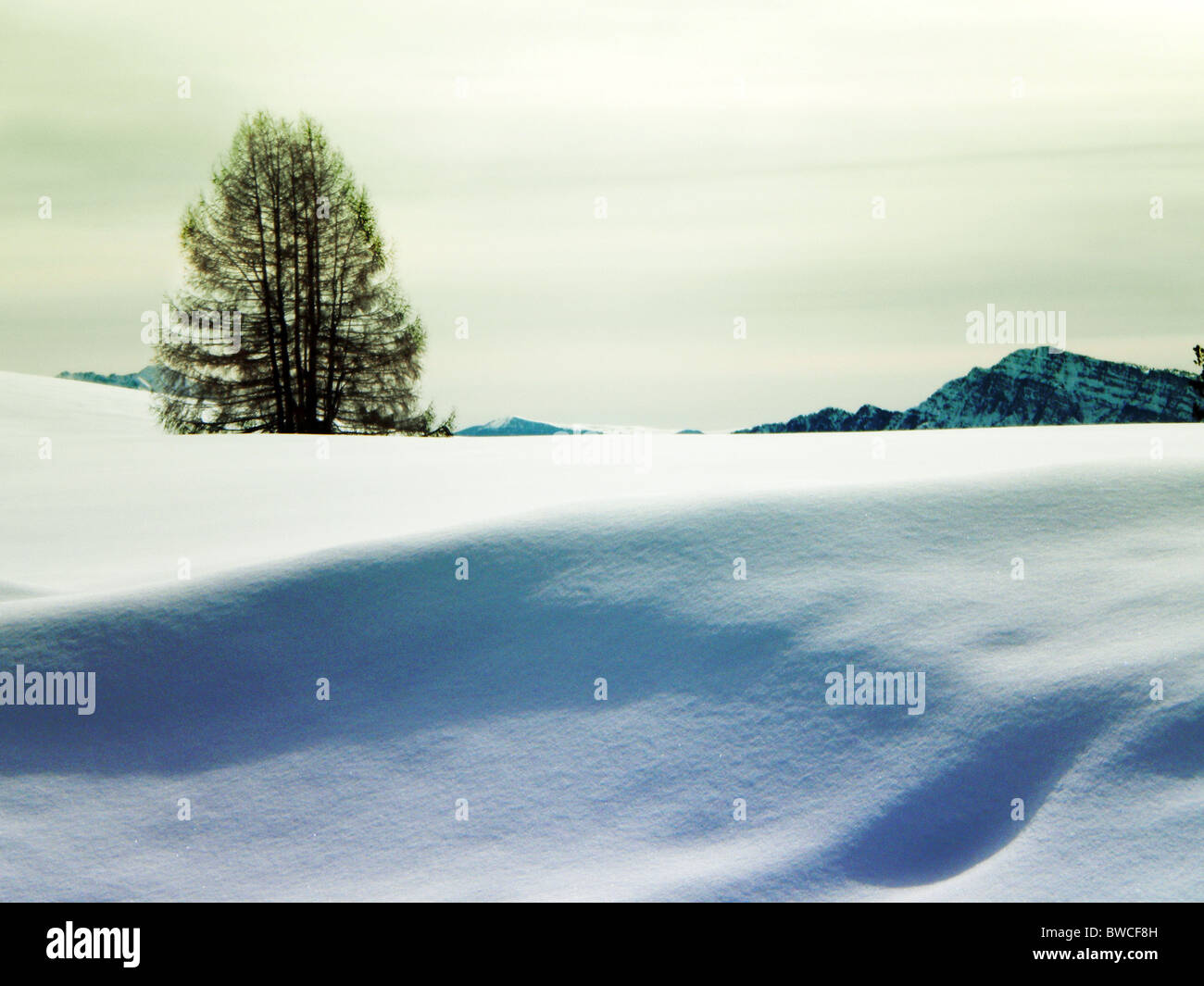 winter landscape with snow and pine trees, cloudy sky background Stock ...