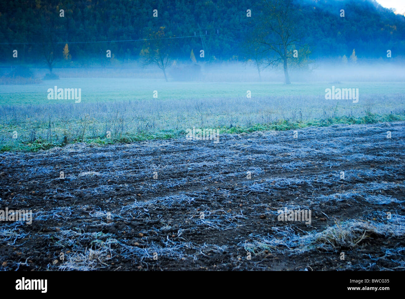 forest autumn rainy and foggy Stock Photo - Alamy