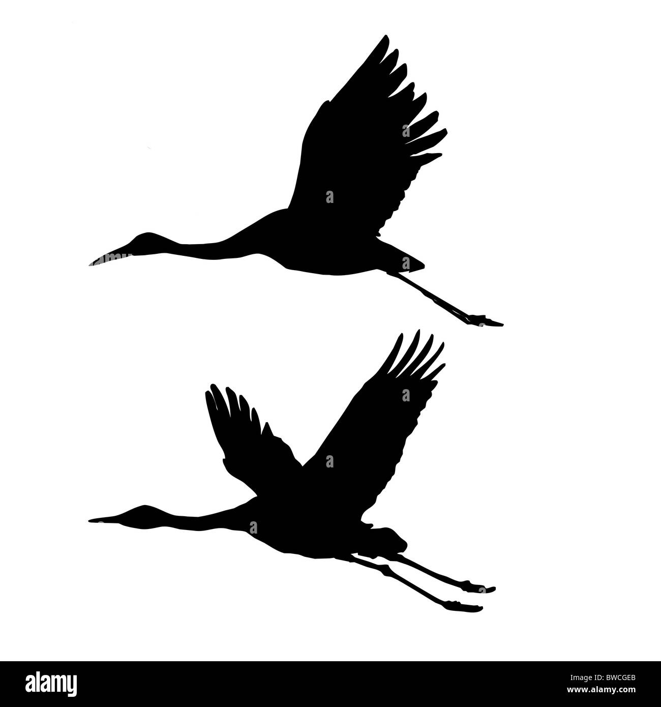 silhouette flying cranes isolated on white background Stock Photo - Alamy