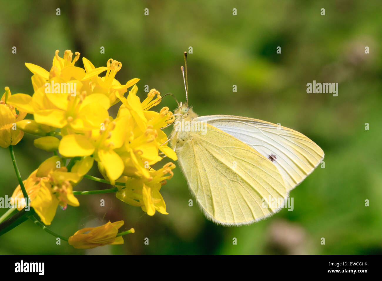 Cabbage white butterfly feeding on yellow wild flower Stock Photo