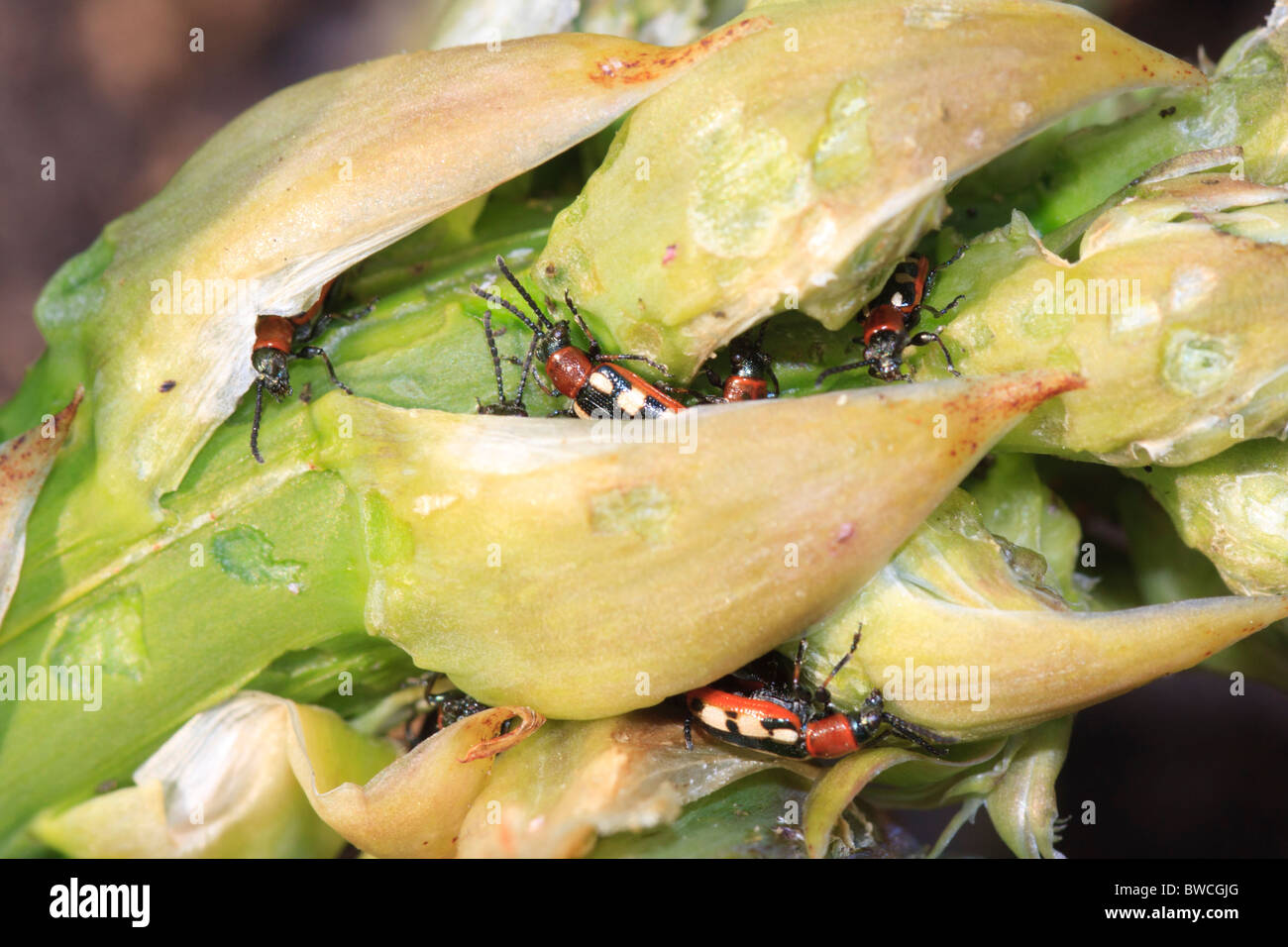Asparagus beetles on damaged asparagus tip Stock Photo Alamy