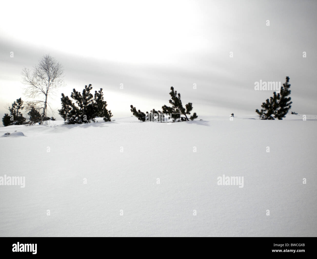 winter landscape with snow and pine trees cloudy sky background Stock ...