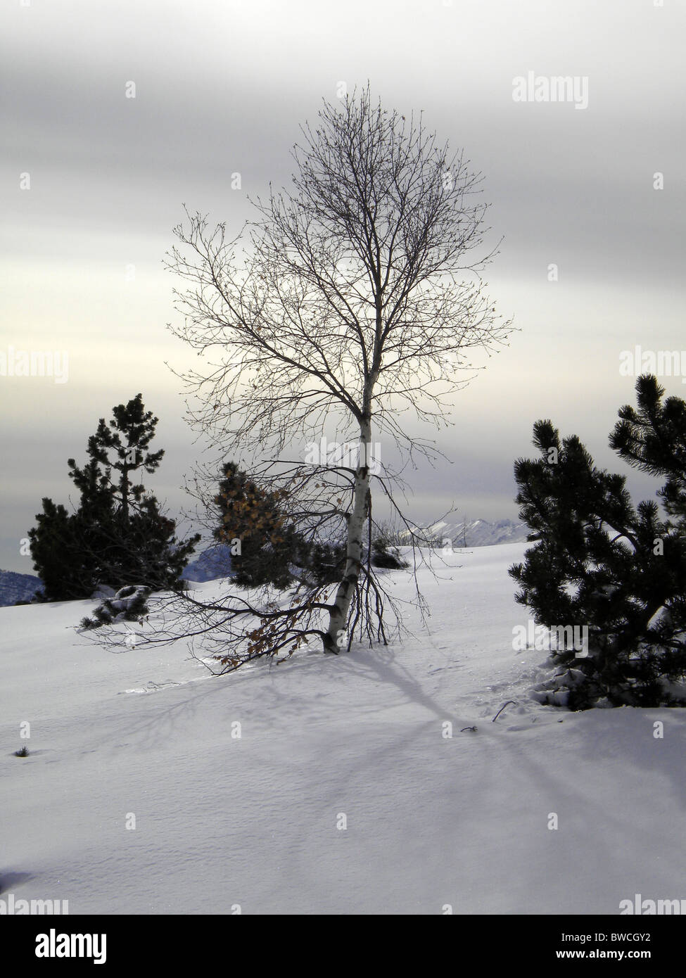 winter landscape with snow and pine trees cloudy sky background Stock ...