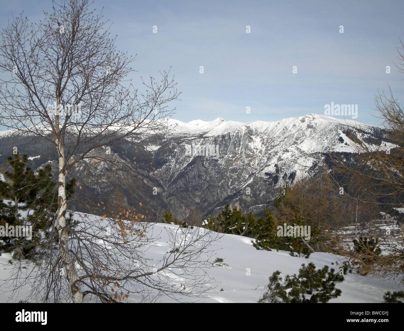 winter landscape with snow and pine trees cloudy sky background Stock ...