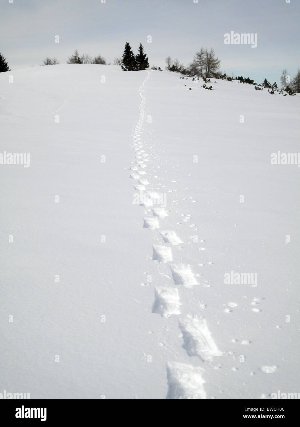 winter landscape with snow and pine trees cloudy sky background Stock ...
