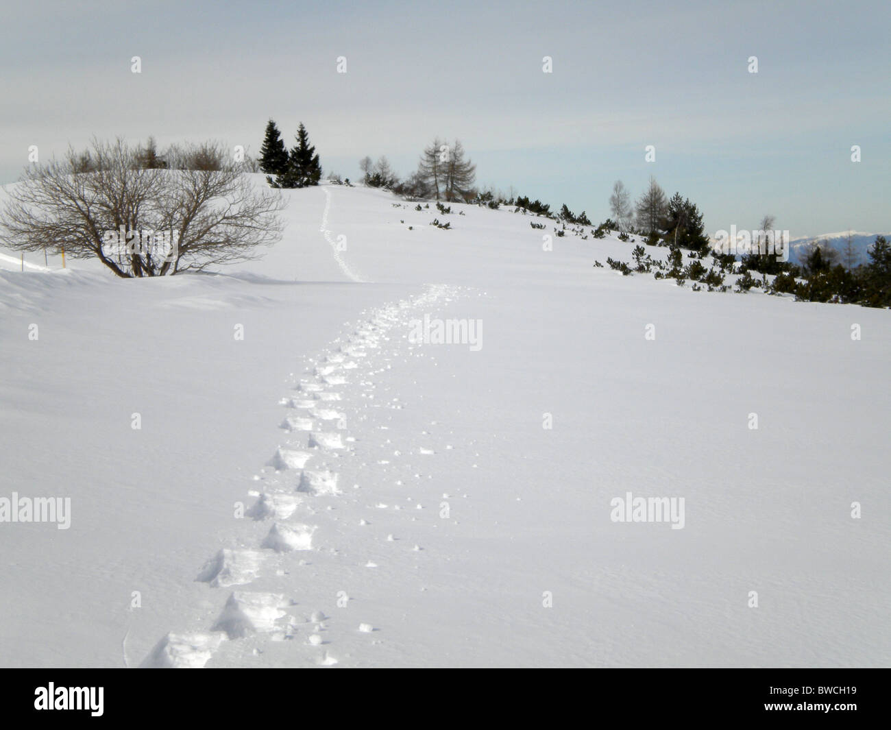 winter landscape with snow and pine trees cloudy sky background Stock ...