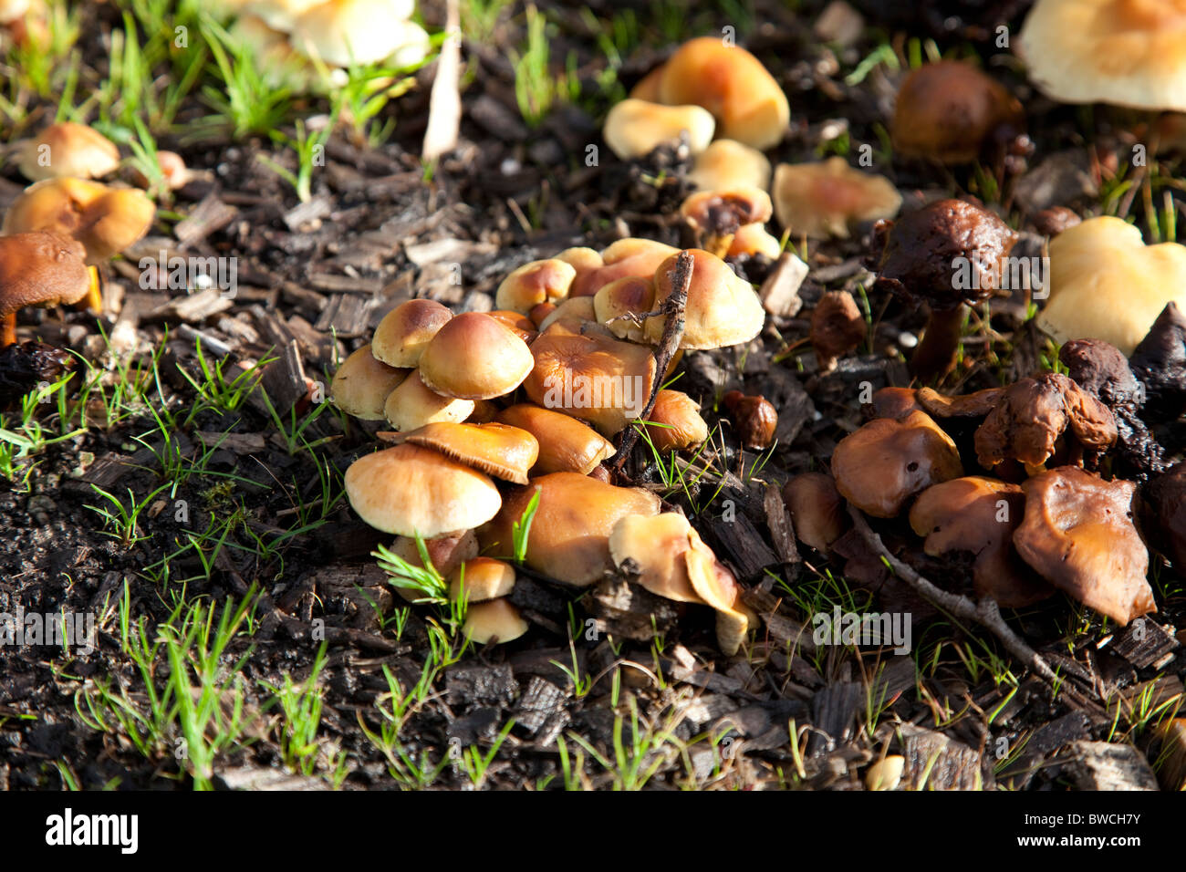 Ground Fungi Stock Photo