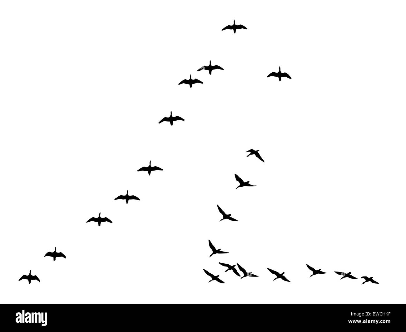 silhouettes flock geese isolated on white background Stock Photo - Alamy