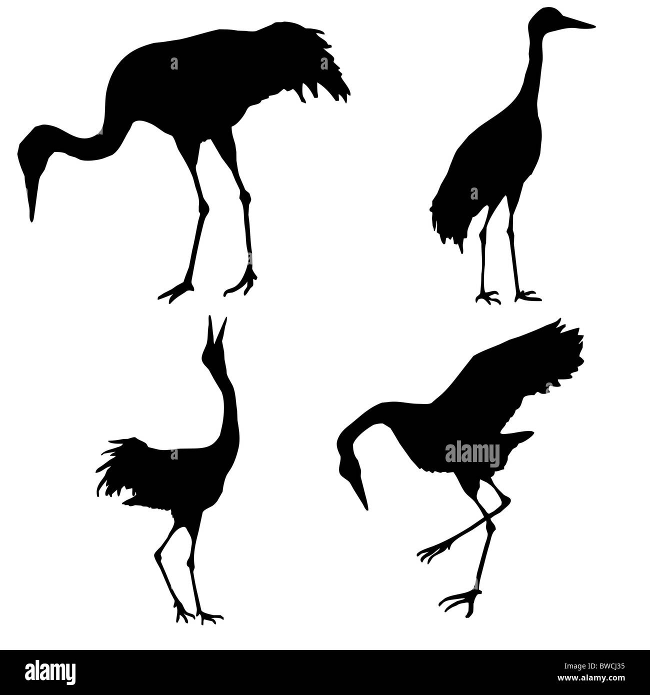 silhouette of the cranes isolated on white background Stock Photo - Alamy
