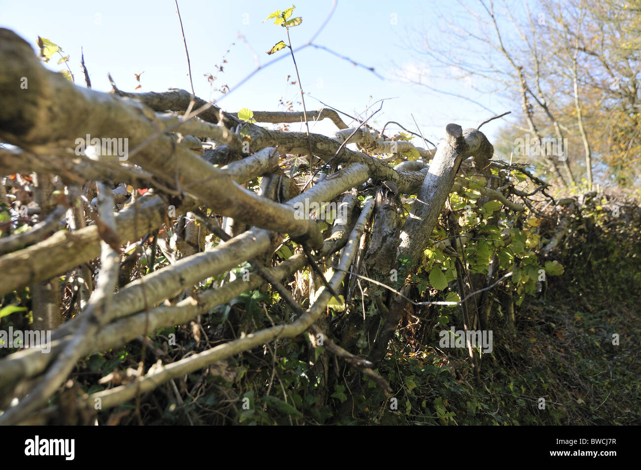 Traditional hedge laying around a field in Selborne, Hampshire, England, UK Stock Photo