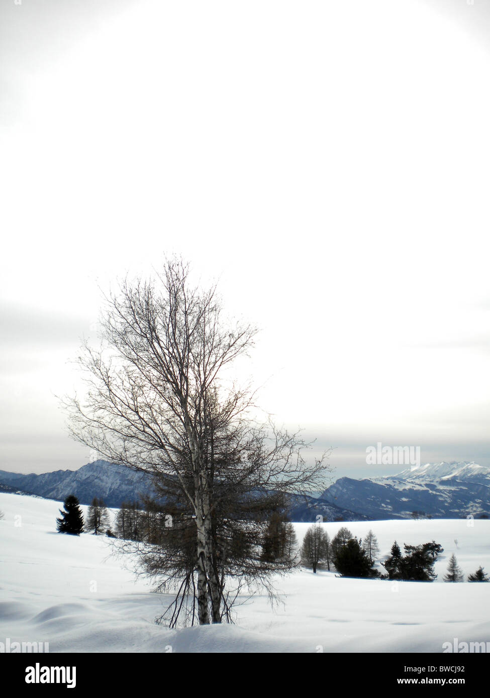 winter landscape with snow and pine trees cloudy sky background Stock ...