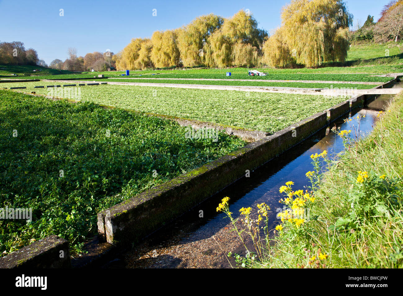 Watercress meadows or fields in the Wiltshire village of Broad Chalke