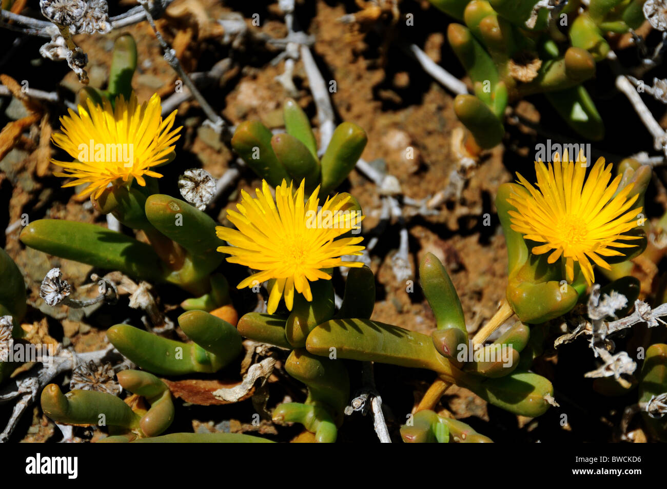 Yellow flowering plant in the desert. South Africa. Stock Photo