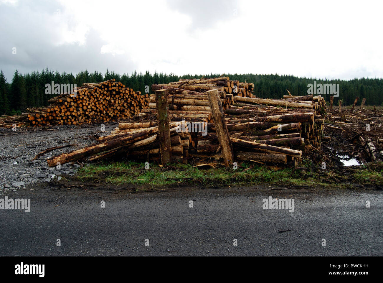 Cut logs in the Lough Navar Forest in County Fermanagh, Northern Ireland Stock Photo