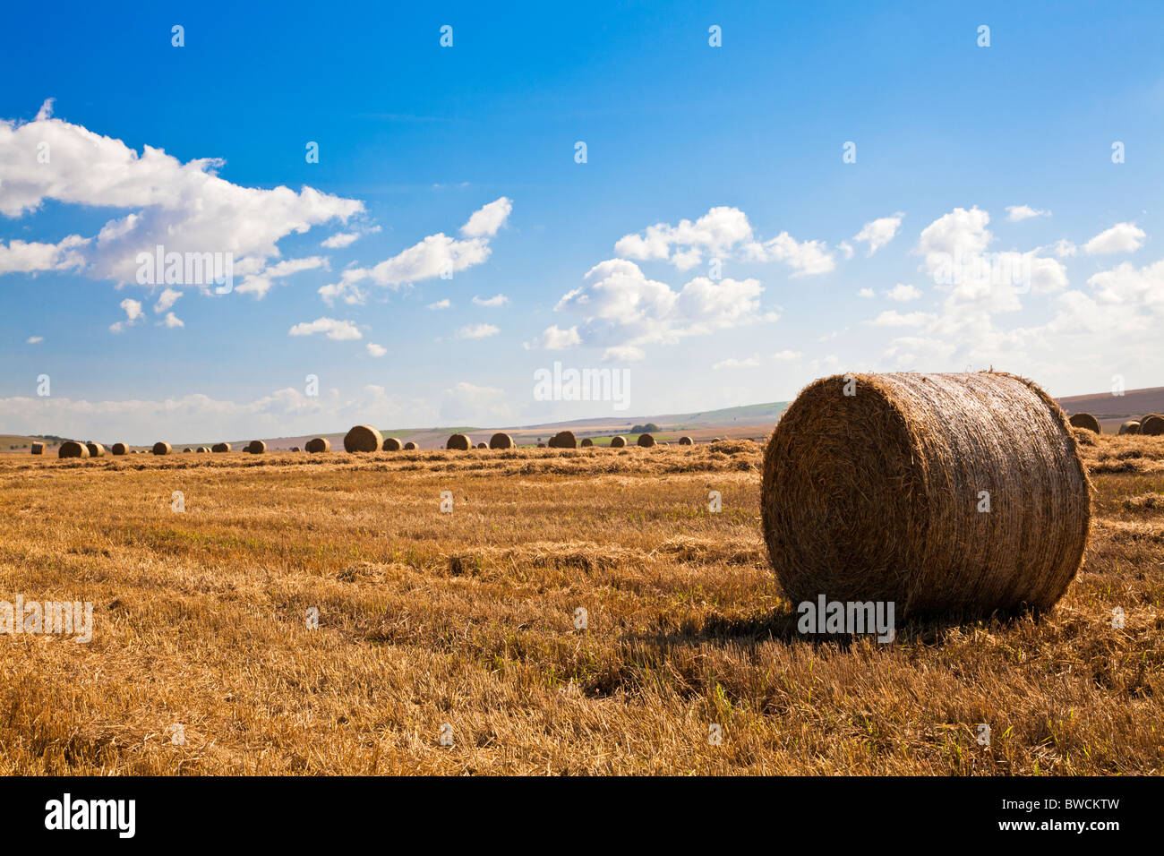 Round hay bales in fields near Roundway Down, Wiltshire, England, UK Stock Photo
