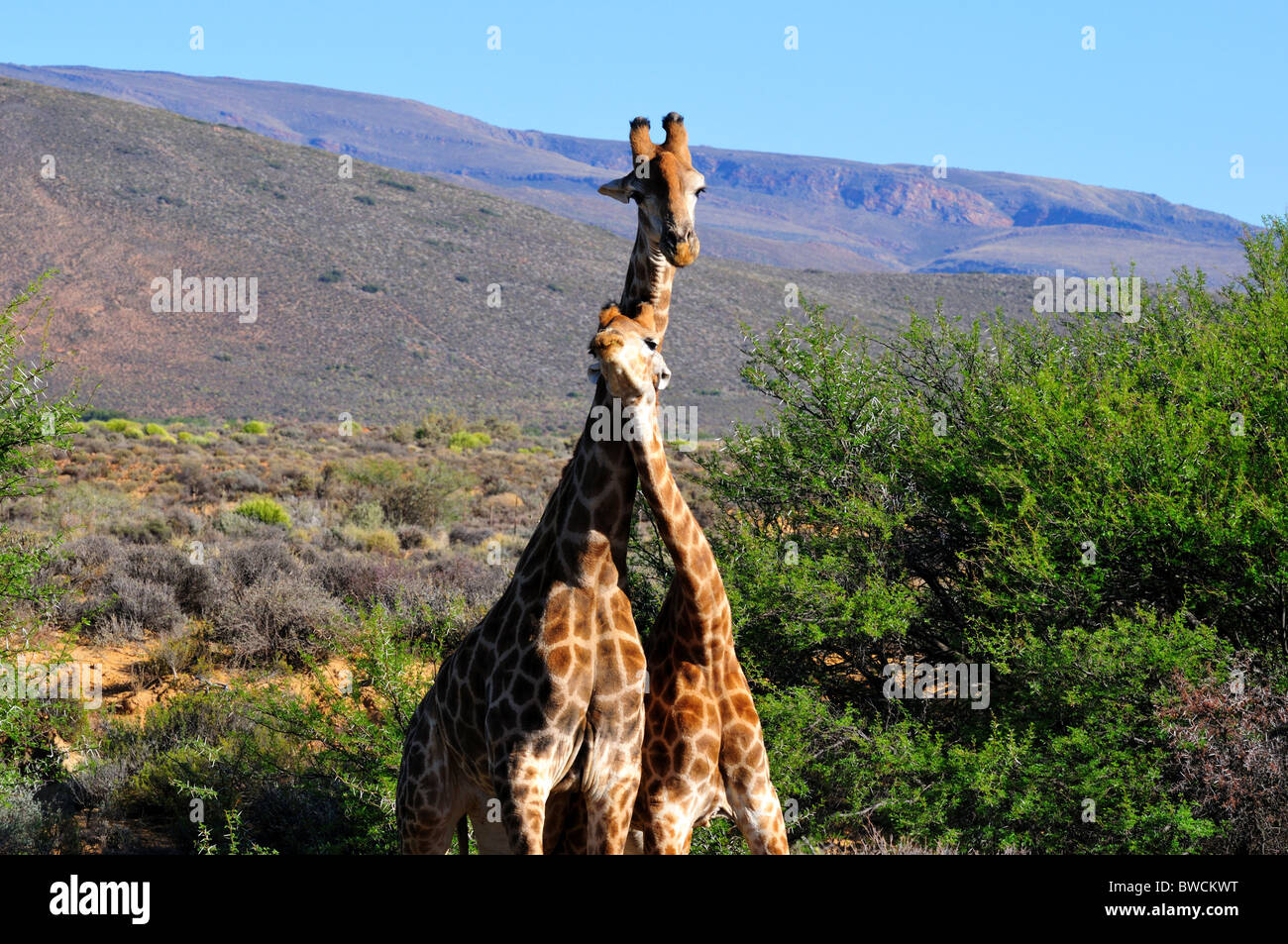Two giraffes cross their necks. South Africa. Stock Photo