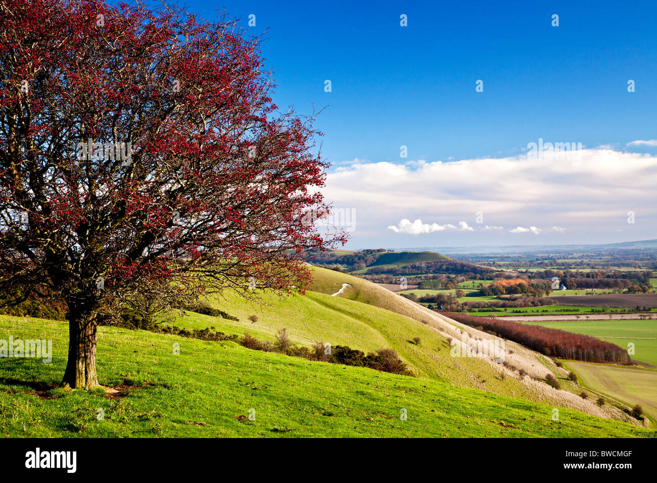 Hawthorn or May tree with red berries on Knapp Hill overlooking the Vale of Pewsey in Wiltshire, England, UK Stock Photo