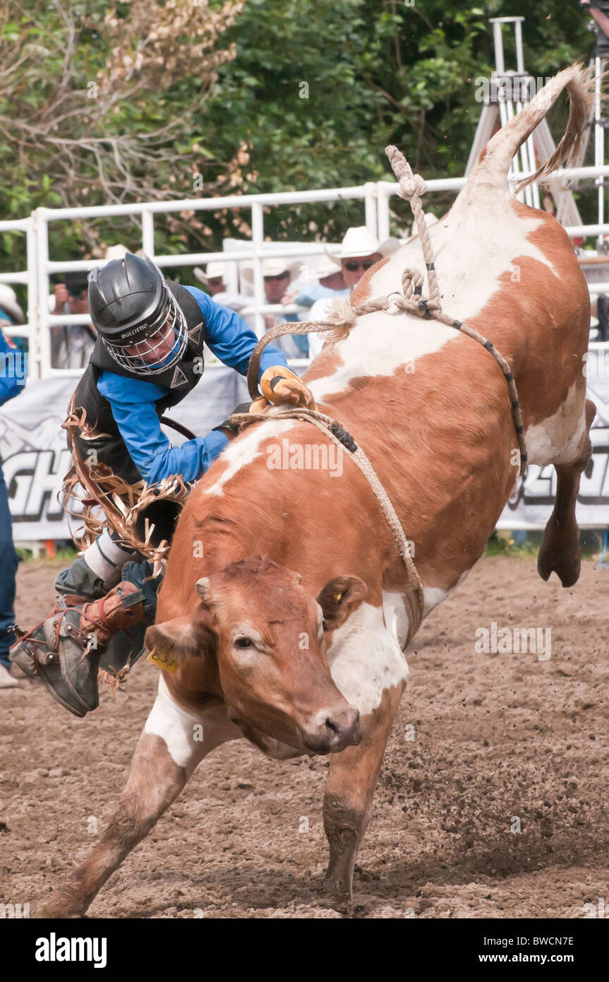 Rider being thrown during junior bull riding, Strathmore Heritage Days, Rodeo, Strathmore, Alberta, Canada Stock Photo