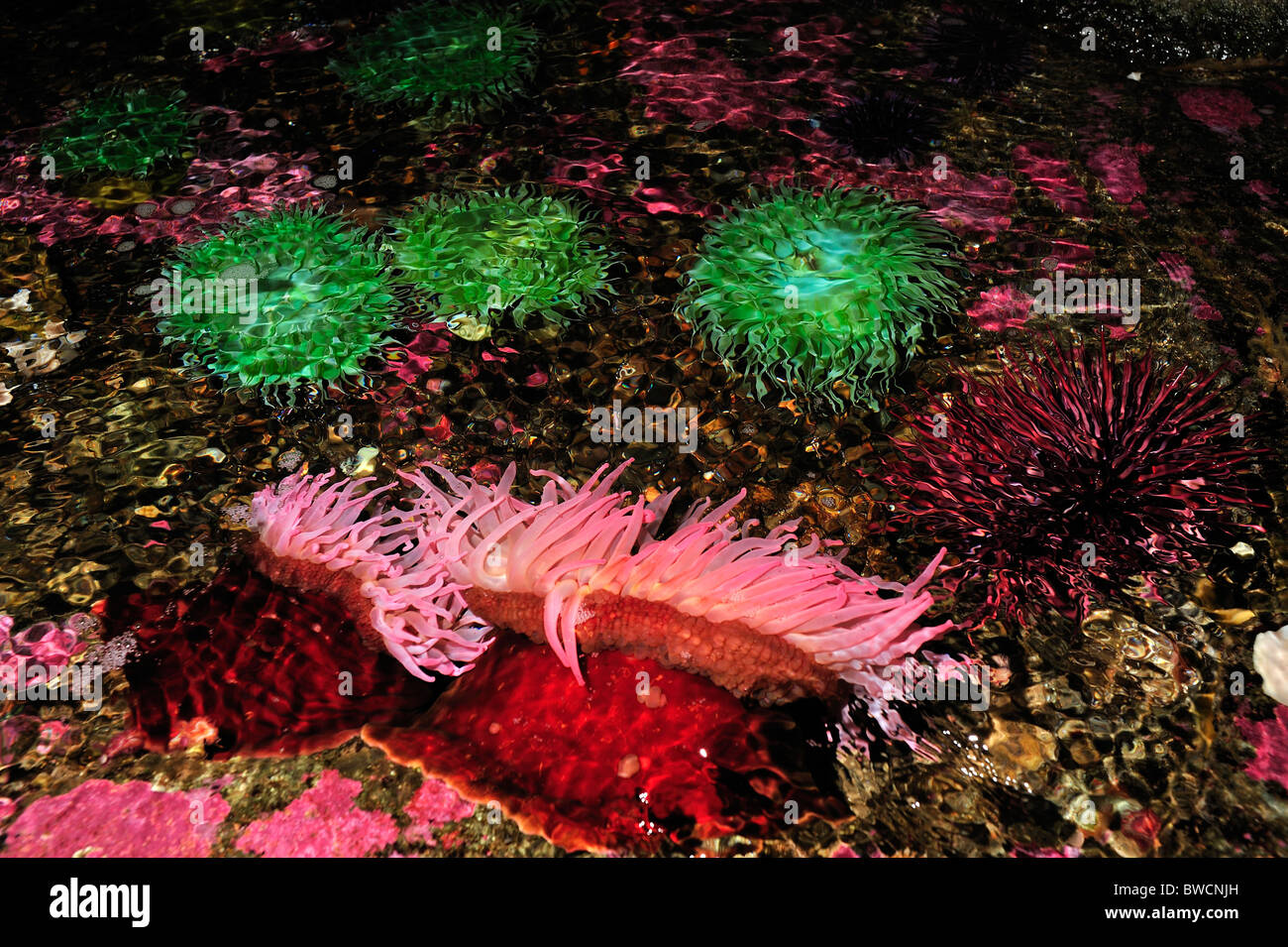 Giant green anemone, Anthopleura xanthogrammica and Urticina lofotensis, captive Stock Photo