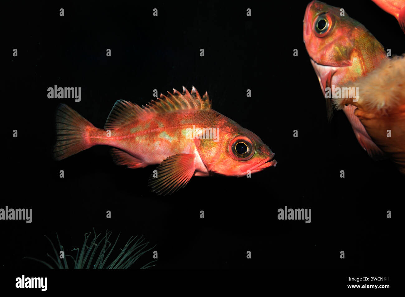 Splitnose rockfish, Sebastes diploproa, captive Stock Photo Alamy
