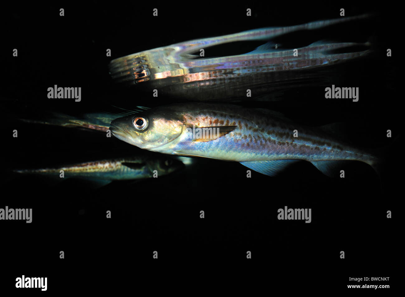 Theragra chalcogramma hi-res stock photography and images - Alamy