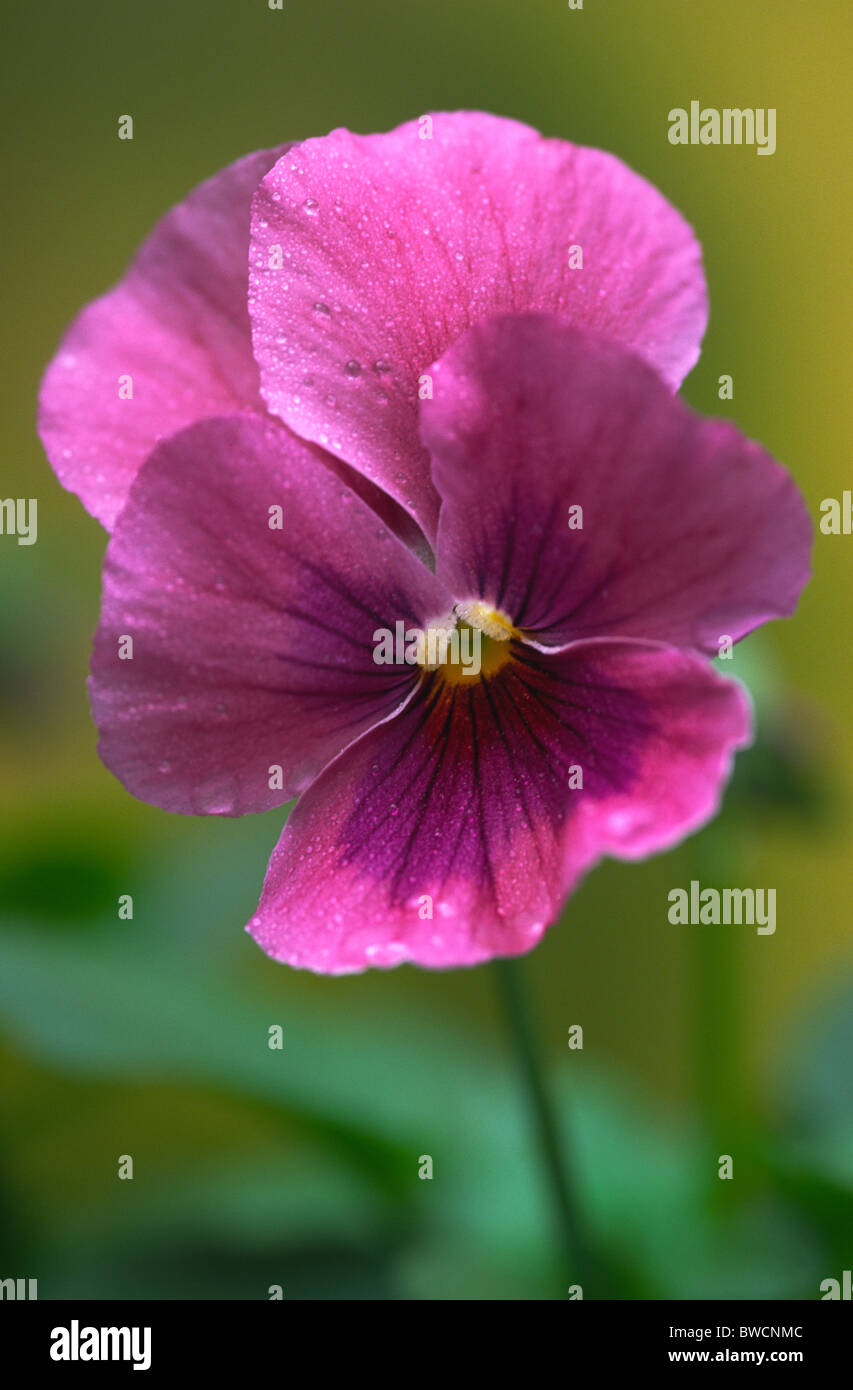 PANSY PINK SHADES Stock Photo