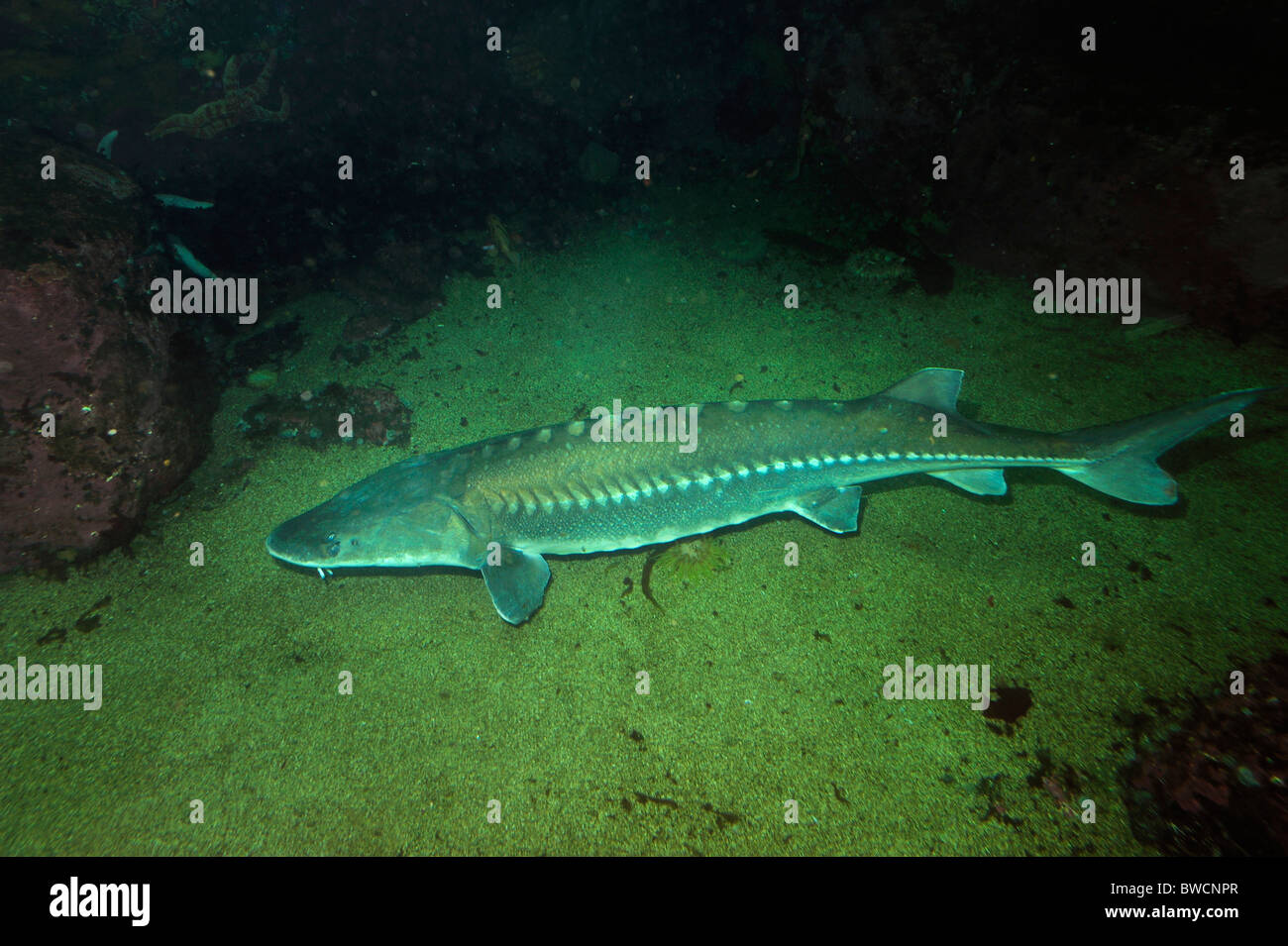 Green sturgeon, Acipenser medirostris, captive Stock Photo Alamy