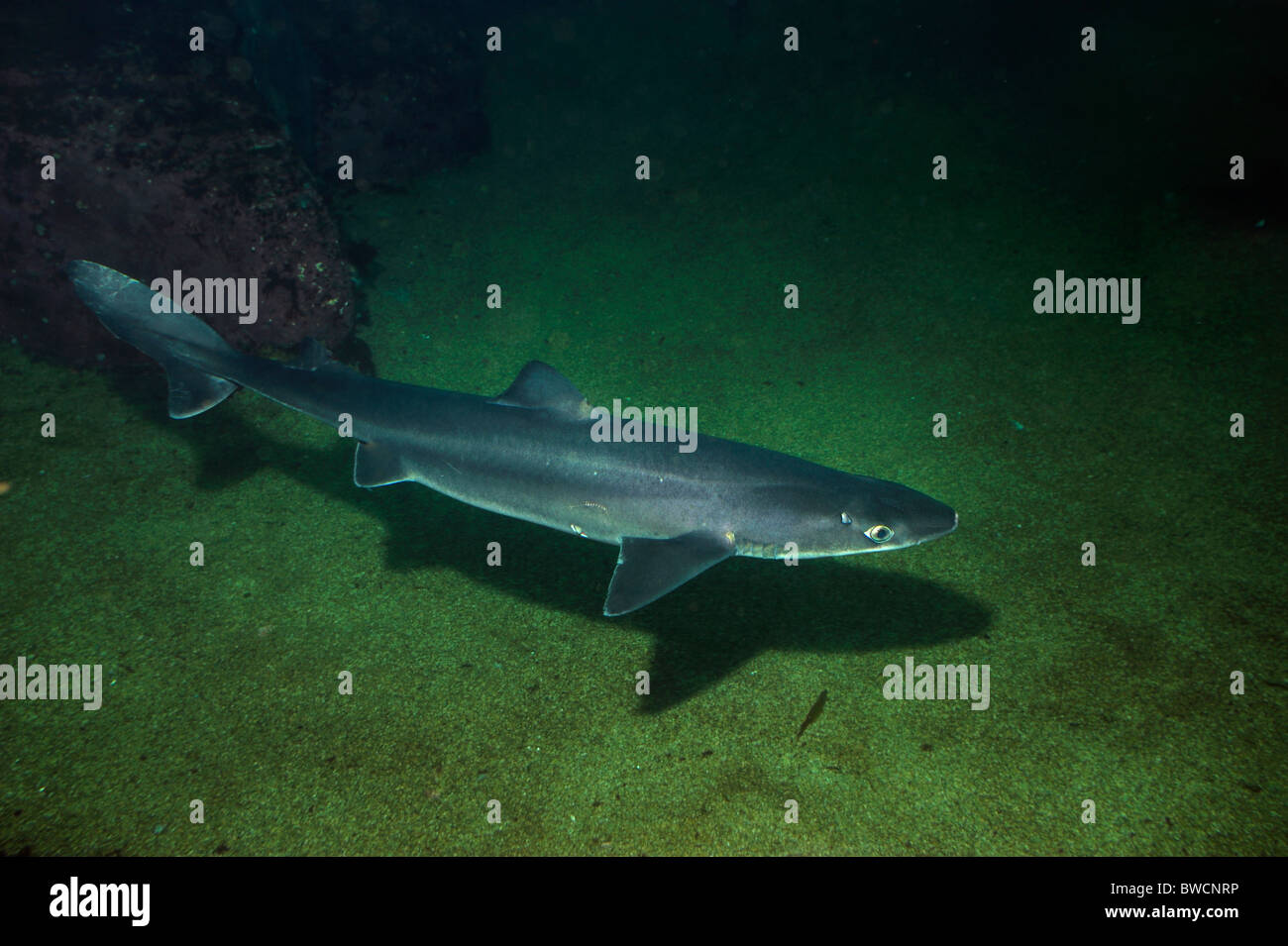Spiny dogfish, Squalus acanthias, threatened, captive Stock Photo Alamy