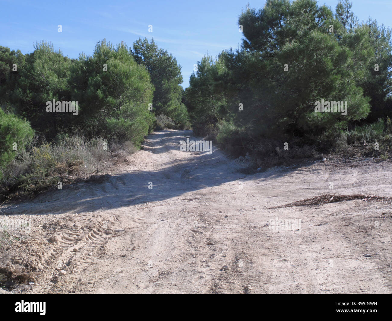 Cross roads on a rough country dirt track amongst young pine trees. Stock Photo