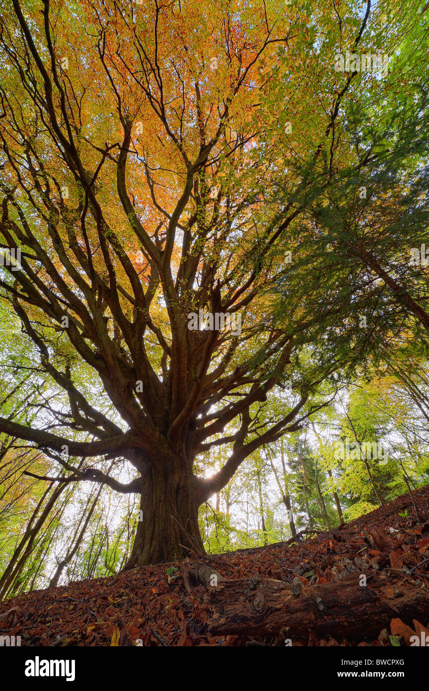 Beech tree in autumn Stock Photo