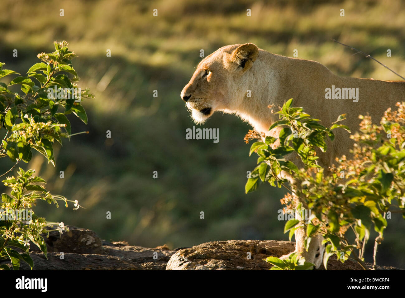 Lions in the Masai Mara, Kenya, Africa Stock Photo - Alamy