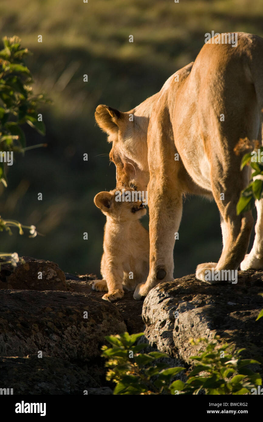Lioness cub masai mara hi-res stock photography and images - Alamy