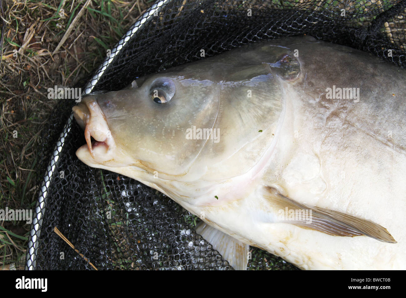 Big Fish in the Fishing Net Stock Image - Image of mouth, lake: 159752457