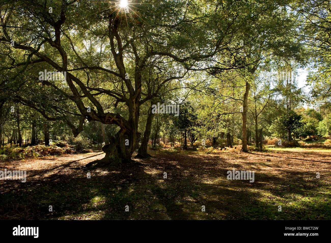 Sunlight through the branches of an old Beech Tree in Thorndon Park in Essex.  Photo by Gordon Scammell Stock Photo