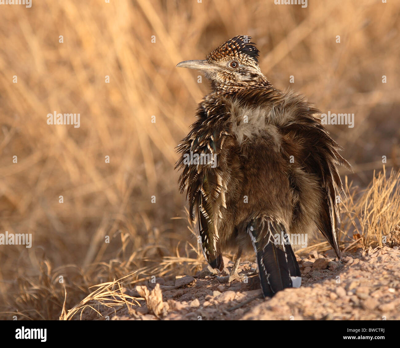 A Greater Roadrunner with feathers fluffed up Stock Photo - Alamy