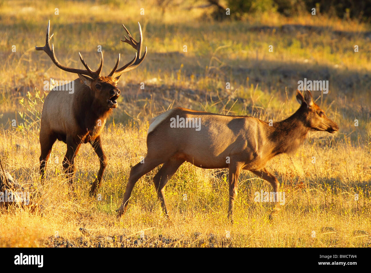 A Tule Elk bull bugling in the wake of a female. Stock Photo