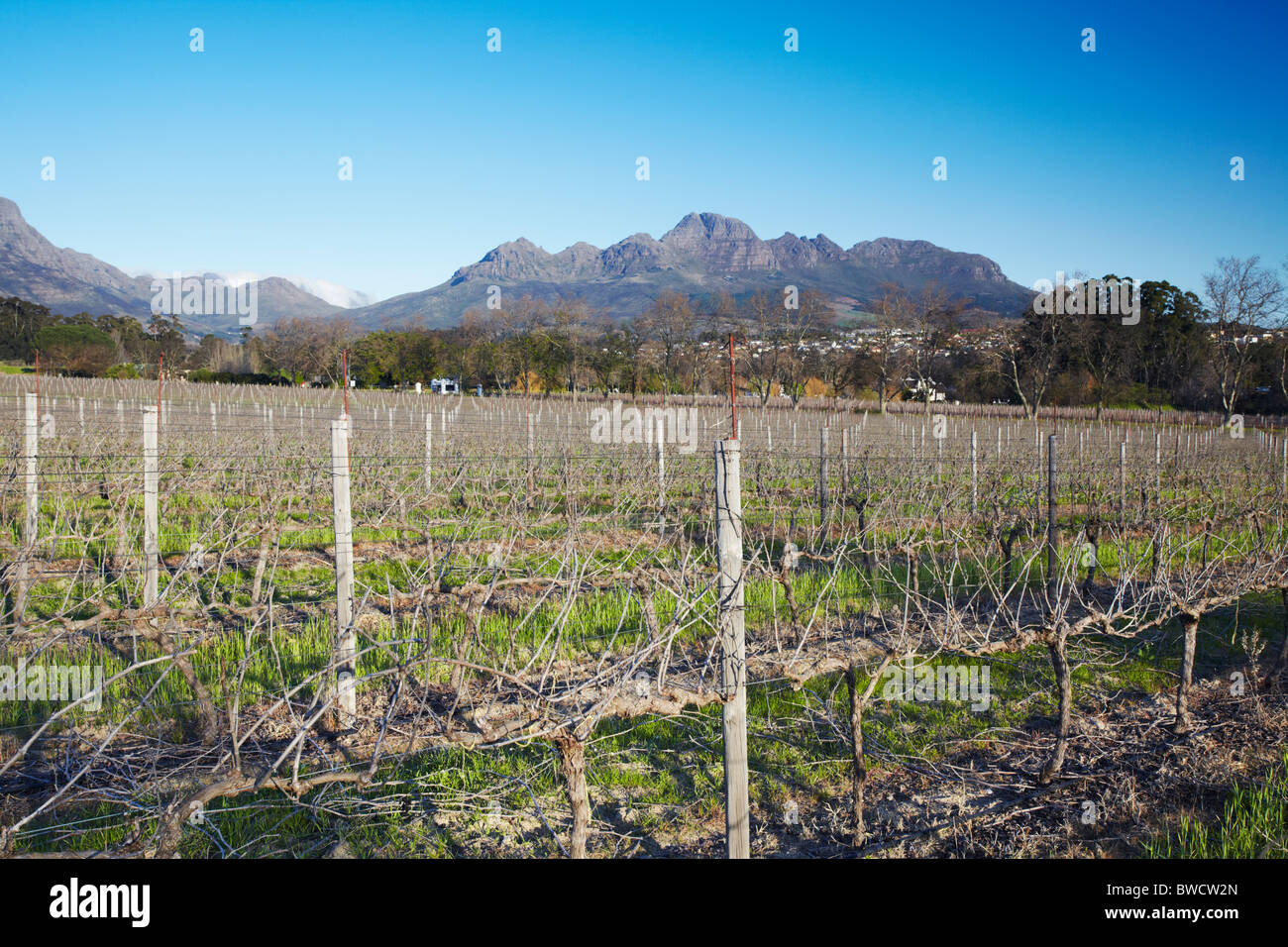 Vineyard of Blaauwklippen Wine Estate, Stellenbosch, Western Cape, South Africa  Stock Photo