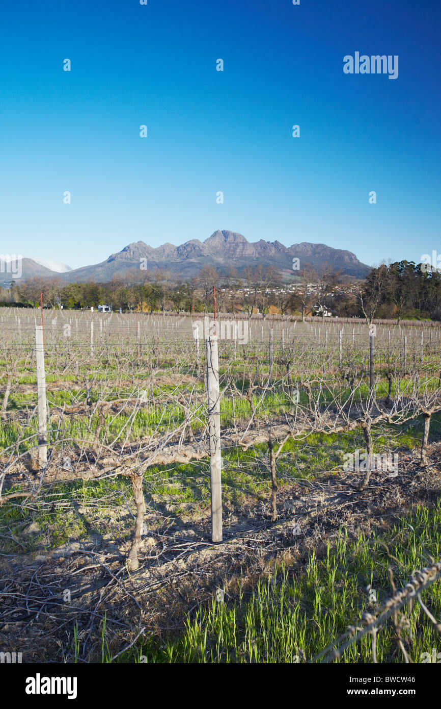 Vineyard of Blaauwklippen Wine Estate, Stellenbosch, Western Cape, South Africa  Stock Photo