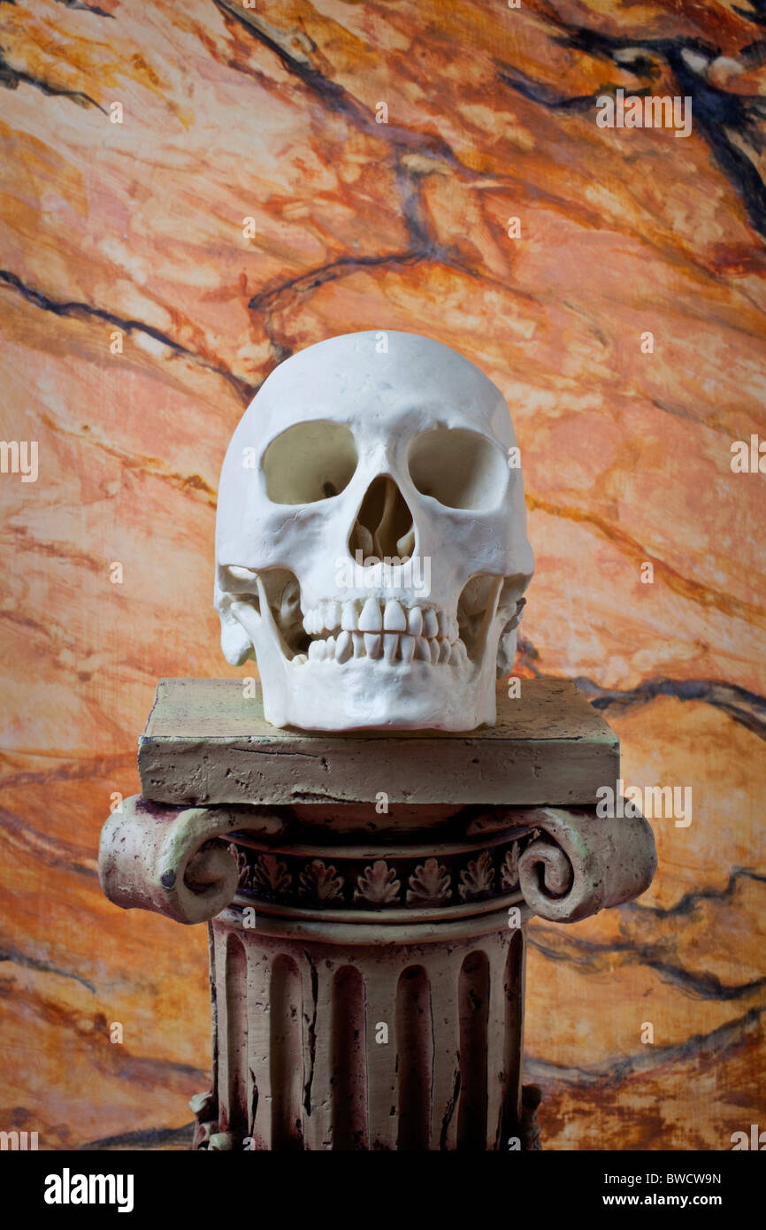 Skull model on pedestal Stock Photo