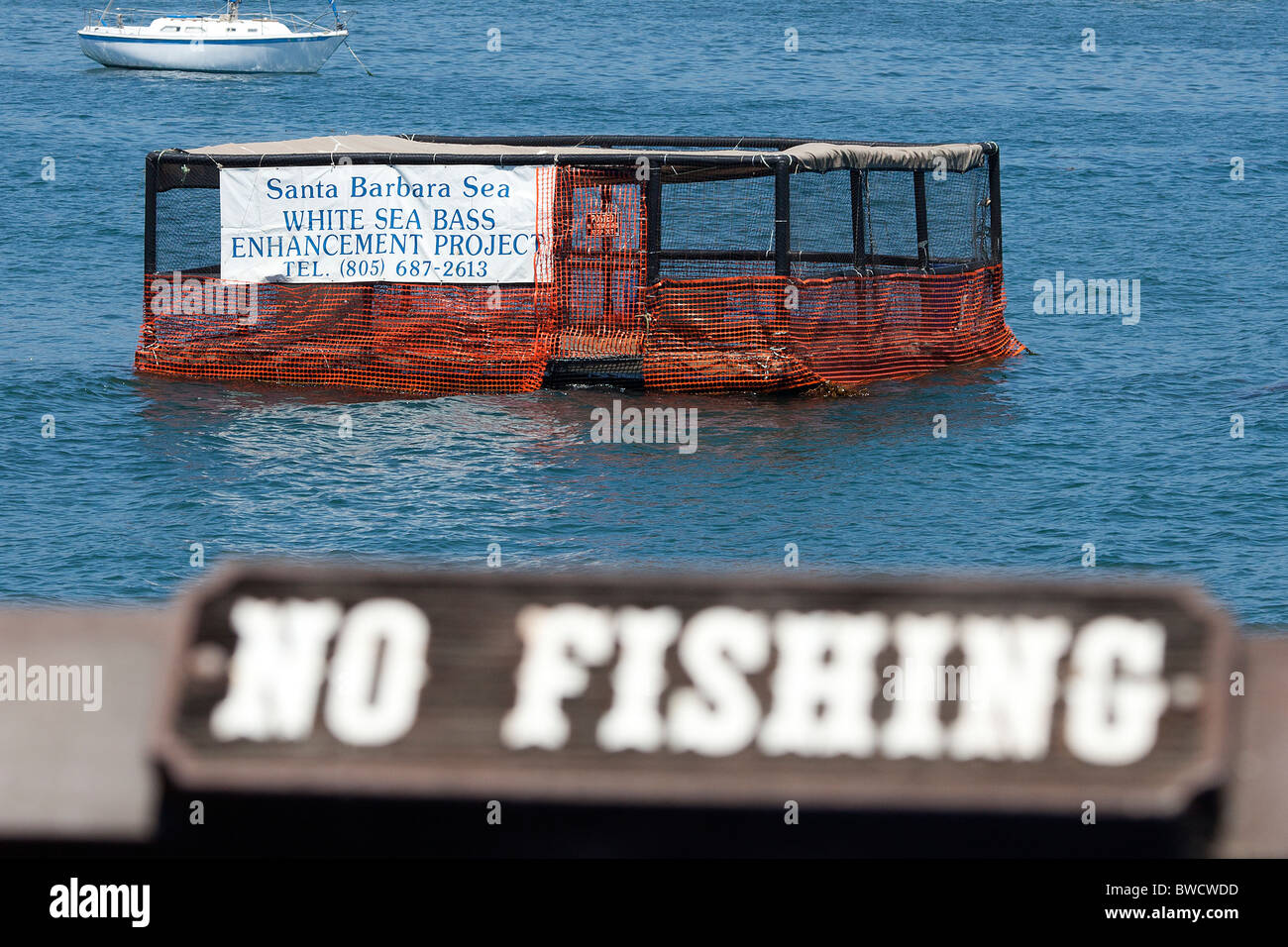 The Santa Barbara White Sea Bass Project dedicated to the enhancement and restoration of the fisheries in the Santa Barbara area Stock Photo