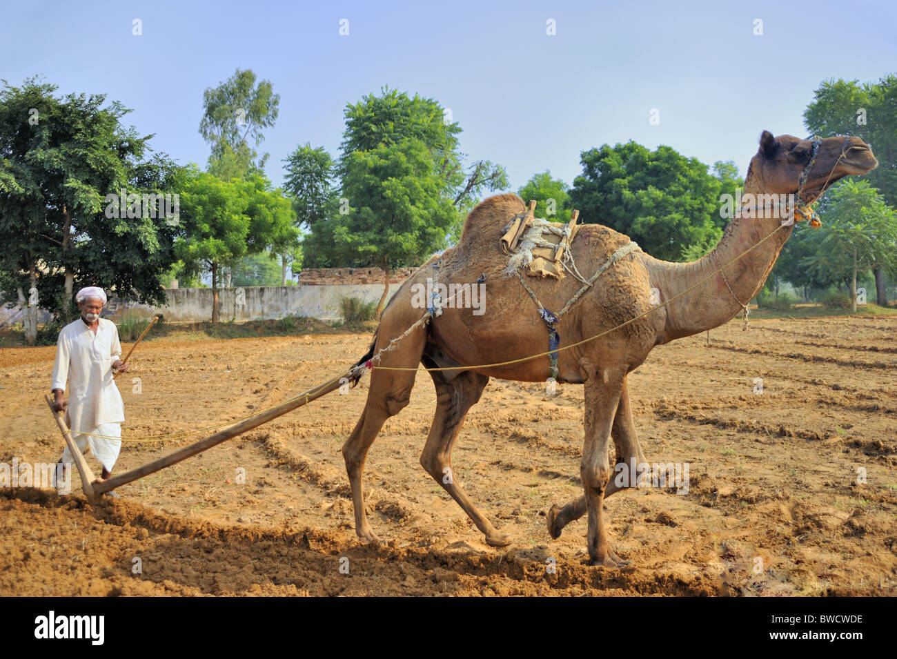 Rajasthan Agriculture Stock Photos & Rajasthan Agriculture Stock Images