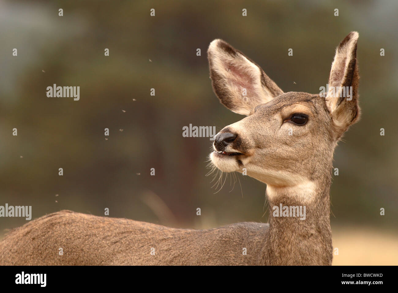 A Mule Deer doe discouraged by biting insects. Stock Photo